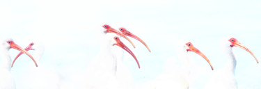 Digital Arts titled "White Ibis Group" by W Goodwin, Original Artwork