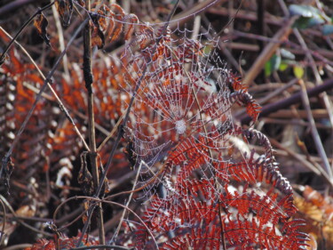 Photographie intitulée "TL1" par Bernard Waechter, Œuvre d'art originale, Photographie non manipulée