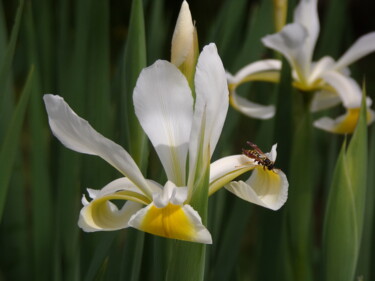 Photography titled "fleur168" by Bernard Waechter, Original Artwork, Non Manipulated Photography