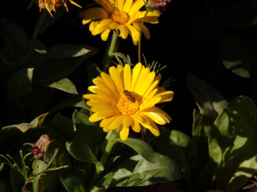 Photographie intitulée "fleur208" par Bernard Waechter, Œuvre d'art originale, Photographie non manipulée