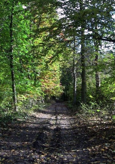 Картина под названием "Forest in Autumn" - Waldemar Szysz, Подлинное произведение искусства, Масло