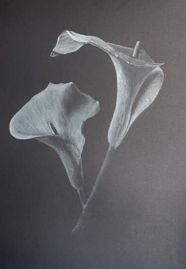 Drawing titled "Calas" by Walter Ahumada, Original Artwork, Pencil