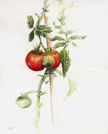 Ζωγραφική με τίτλο "tomatoes-1.jpg" από Robert Décurey, Αυθεντικά έργα τέχνης, Ακουαρέλα