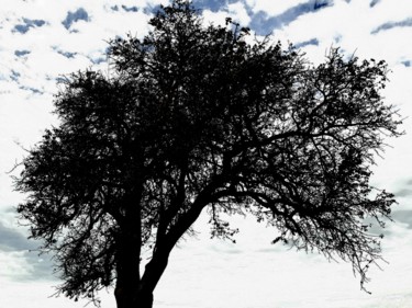 Photography titled "Baum 1" by Stephan Rodriguez Warnemünde, Original Artwork, Digital Photography