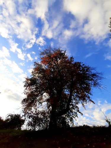 Fotografie mit dem Titel "Baum 3" von Stephan Rodriguez Warnemünde, Original-Kunstwerk, Digitale Fotografie