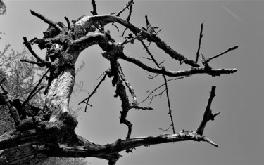 Fotografie mit dem Titel "Baum 4" von Stephan Rodriguez Warnemünde, Original-Kunstwerk, Digitale Fotografie