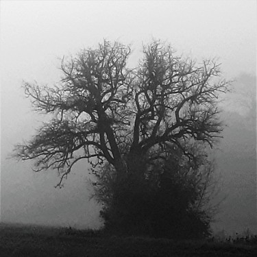 Photographie intitulée "Baum 11" par Stephan Rodriguez Warnemünde, Œuvre d'art originale, Photographie numérique