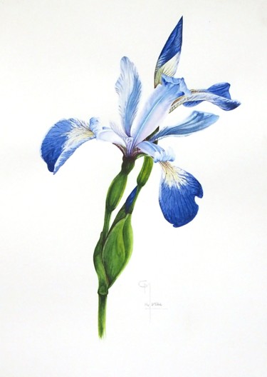 Painting titled "Iris des marais" by Christophe Moreau, Original Artwork, Watercolor