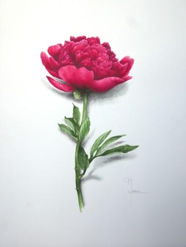 Painting titled "Pivoine" by Christophe Moreau, Original Artwork, Watercolor