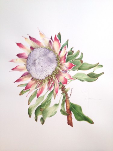 Painting titled "Protea" by Christophe Moreau, Original Artwork, Watercolor