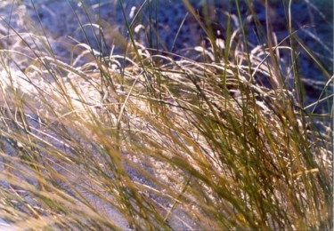 Photography titled "Blueseagrass" by Gerard Van Den Berge, Original Artwork