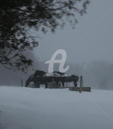 Photography titled "HORSES IN THE SNOW" by Redreamer, Original Artwork