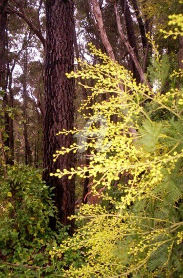 Photography titled "THE WATTLE" by Redreamer, Original Artwork