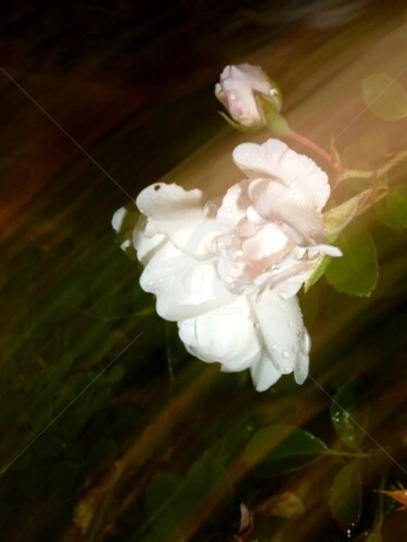 Photography titled "rose light" by Redreamer, Original Artwork