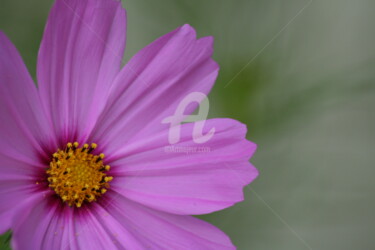 Photography titled "FLOWERSCAPES PINK" by Redreamer, Original Artwork