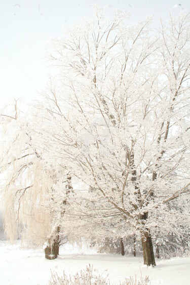 Photography titled "Bright Snow Tree's" by Redreamer, Original Artwork