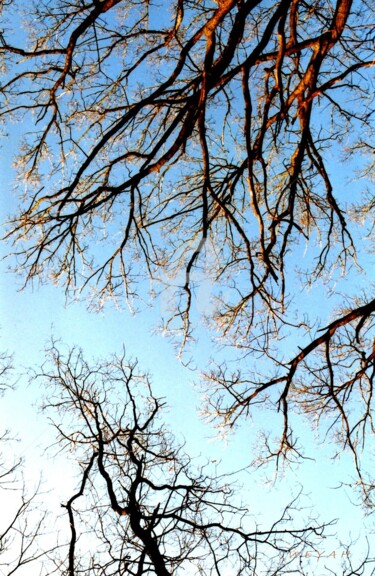 Fotografía titulada "Branches Célestes" por Weyah, Obra de arte original