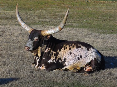 Photography titled "Longhorn Bull" by W. Marek Cholody, Original Artwork, Manipulated Photography