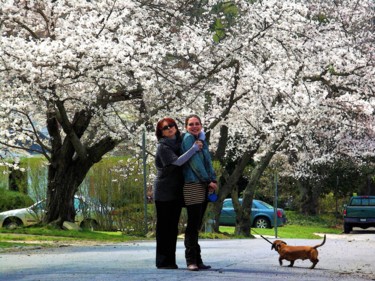 Fotografia intitolato "Cherry Blossom in B…" da W. Marek Cholody, Opera d'arte originale, Fotografia manipolata