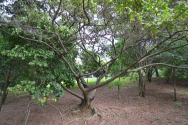 Fotografia intitulada "Árvore no parque" por William Souza, Obras de arte originais, Fotografia digital