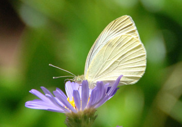 Фотография под названием "Butterfly.jpg" - William Olexik, Подлинное произведение искусства, Цифровая фотография