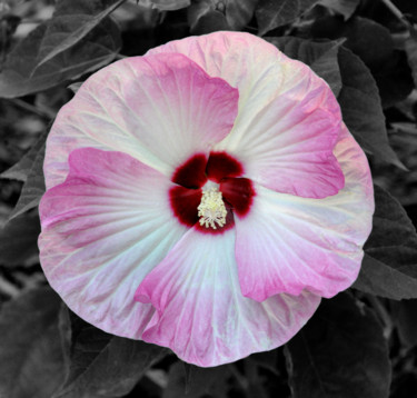 Fotografia intitulada "Hibiscus.jpg" por William Olexik, Obras de arte originais, Fotografia digital