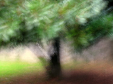 Photographie intitulée "The charming tree" par Wilmer Sanchez, Œuvre d'art originale