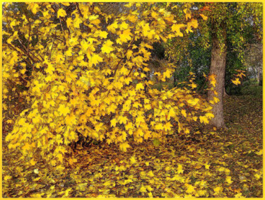 Digital Arts titled "осень autumn" by Dima Wilms, Original Artwork, Manipulated Photography