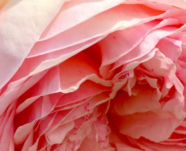 Fotografia intitulada "La rose plissée - T…" por Wolf Thiele, Obras de arte originais, Fotografia digital
