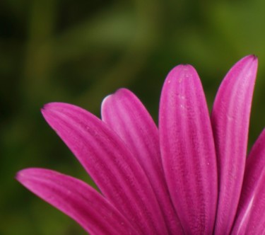 Photography titled "Jolie doits violets…" by Wolf Thiele, Original Artwork, Non Manipulated Photography