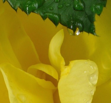 Photography titled "goutte jaune" by Wolf Thiele, Original Artwork, Non Manipulated Photography