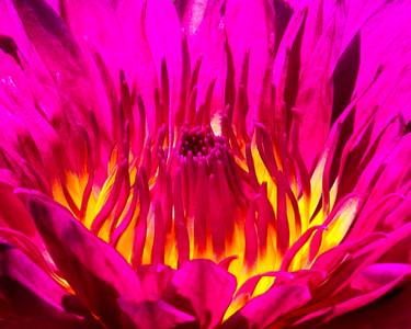 Photography titled "Nymphaea In Magenta" by Patrick O'Brien, Original Artwork, Digital Photography