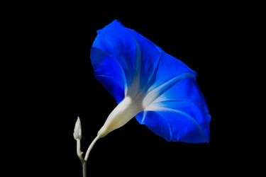 Photography titled "Blue Iponomea" by Patrick O'Brien, Original Artwork, Digital Photography
