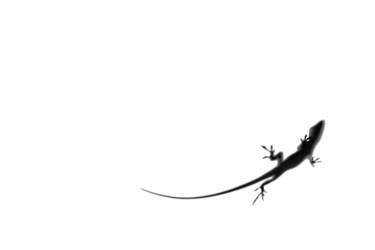Photographie intitulée "Anole Lizard" par Patrick O'Brien, Œuvre d'art originale, Photographie non manipulée