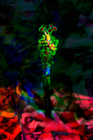 Фотография под названием "Hibiscus" - Patrick O'Brien, Подлинное произведение искусства, Цифровая фотография