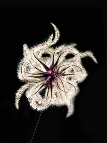 Photography titled "Texas Clematis" by Patrick O'Brien, Original Artwork, Digital Photography