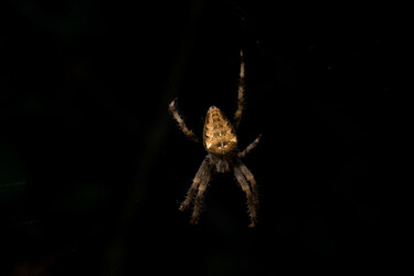 Photography titled "spider closeup with…" by Xan Gasalla González-Redondo, Original Artwork, Digital Photography