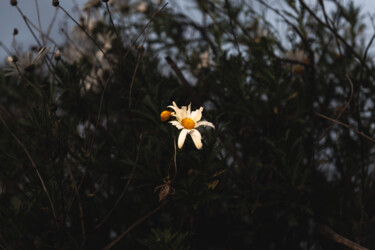 Fotografia intitulada "the last flowers fi…" por Xan Gasalla González-Redondo, Obras de arte originais, Fotografia digital