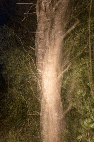 Fotografia zatytułowany „killed oak” autorstwa Xan Gasalla González-Redondo, Oryginalna praca, Fotografia nie manipulowana