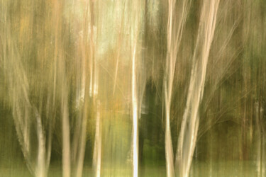 Photographie intitulée "tree movement" par Xan Gasalla González-Redondo, Œuvre d'art originale, Photographie numérique