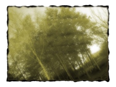 Photography titled "Tree Foliages-Soft…" by Xavier Crepin, Original Artwork, Manipulated Photography