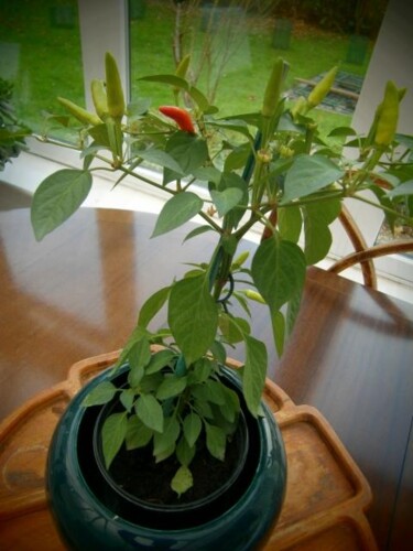 Photography titled "Hot Chilly Peppers" by Xavier Crepin, Original Artwork