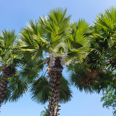 Fotografia zatytułowany „Asian Palm Trees” autorstwa Xin Hui Lim, Oryginalna praca, Fotografia nie manipulowana