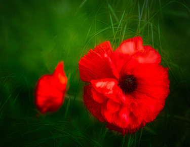 Fotografia zatytułowany „poppy” autorstwa Mossart, Oryginalna praca, Fotografia cyfrowa