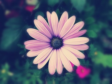Photography titled "Daisy" by Mossart, Original Artwork, Digital Photography