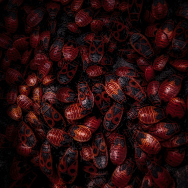 Fotografia intitolato "Fire Bugs" da Mossart, Opera d'arte originale, Fotografia digitale