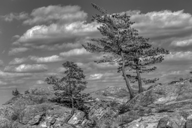 Fotografia zatytułowany „Überlebenskünstler” autorstwa Mossart, Oryginalna praca, Fotografia cyfrowa