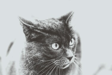 Tinka Photography titled "Tinka" by Mossart, Original Art, Digital Photography