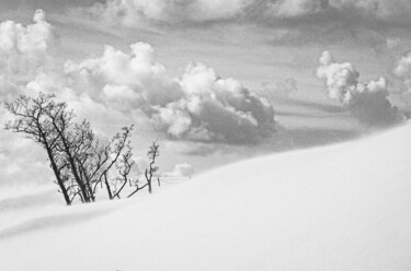 Photography titled "Dunes with trees" by Mossart, Original Artwork, Digital Photography