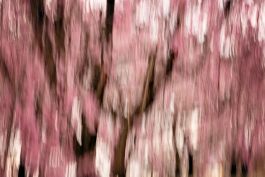 Fotografie getiteld "Sakura #1" door Yancho Sabev, Origineel Kunstwerk, Digitale fotografie Gemonteerd op Aluminium